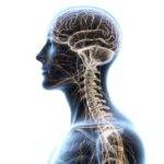 Illustration of the human body showing the brain and nervous system representing the NeuroFoundational Assessment at The Wellness Path neuro-focused chiropractic clinic in Knoxville TN