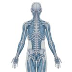Illustration of the human body showing optimal posture and spinal alignment representing postural assessment at The Wellness Path neuro-focused chiropractic clinic in Knoxville TN